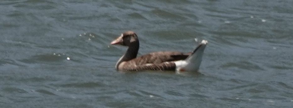 Greater White-fronted Goose - ML167648441