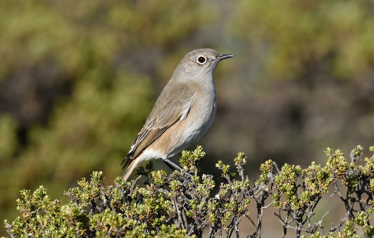 Sickle-winged Chat - ML167650511