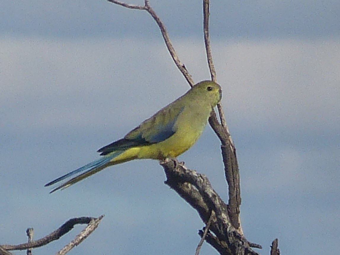 Blue-winged Parrot - ML167653011