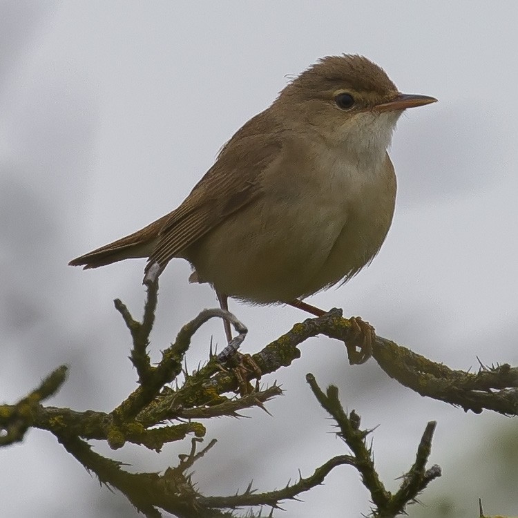 Common Reed Warbler - www.aladdin .st