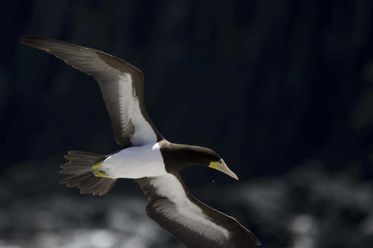 Brown Booby - ML167656511
