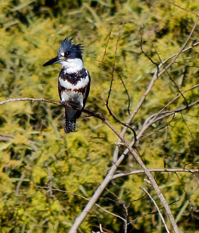Belted Kingfisher - Alison Davies