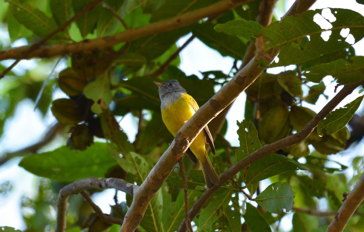 Gray-headed Canary-Flycatcher - Karmannye Chaudhary