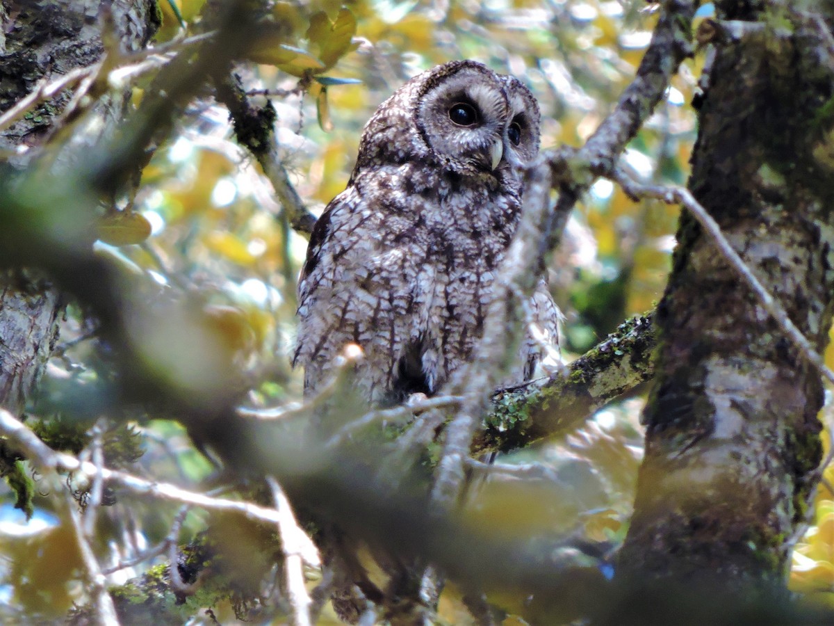 Himalayan Owl - ML167659021
