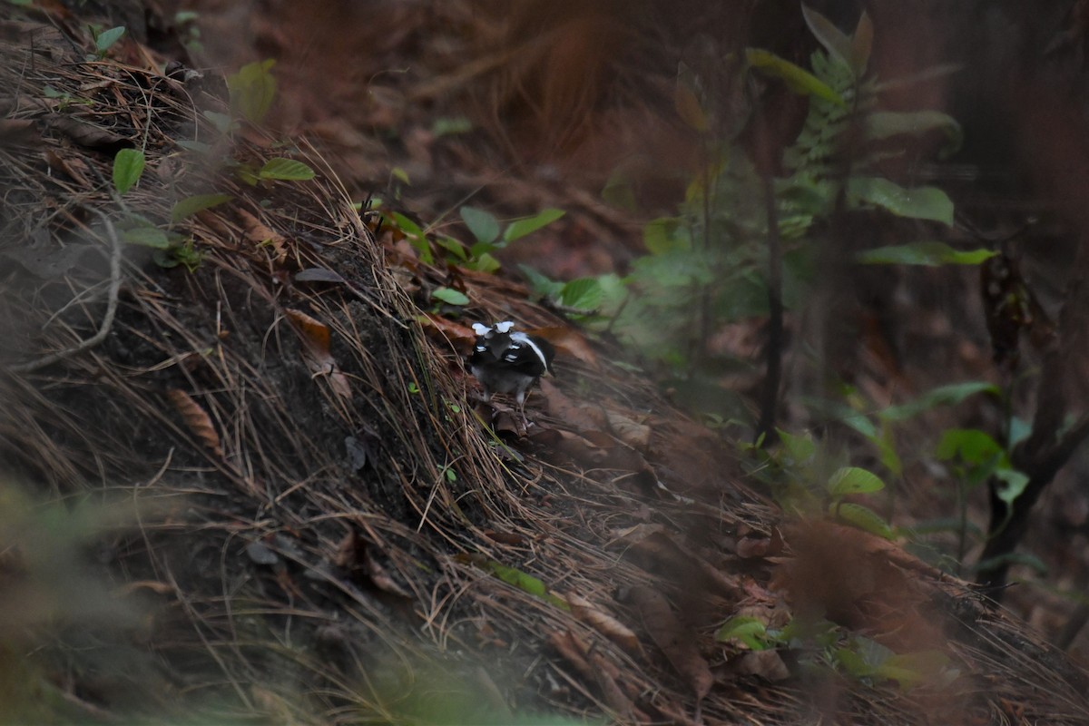 Spotted Forktail - ML167662911