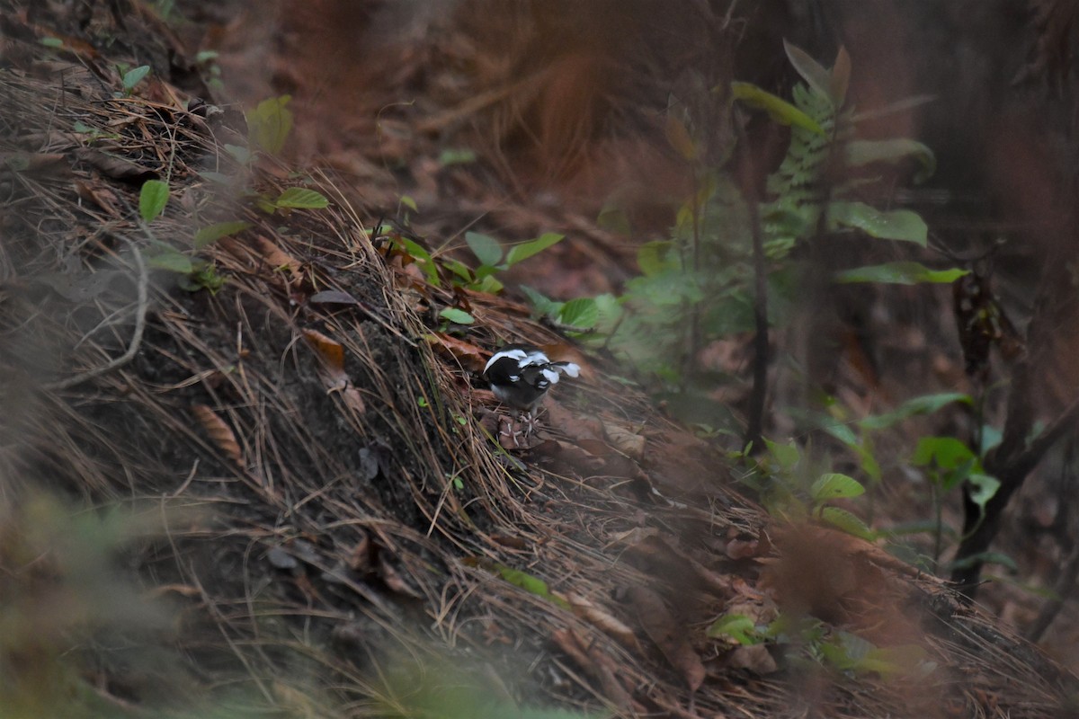 Spotted Forktail - ML167662921