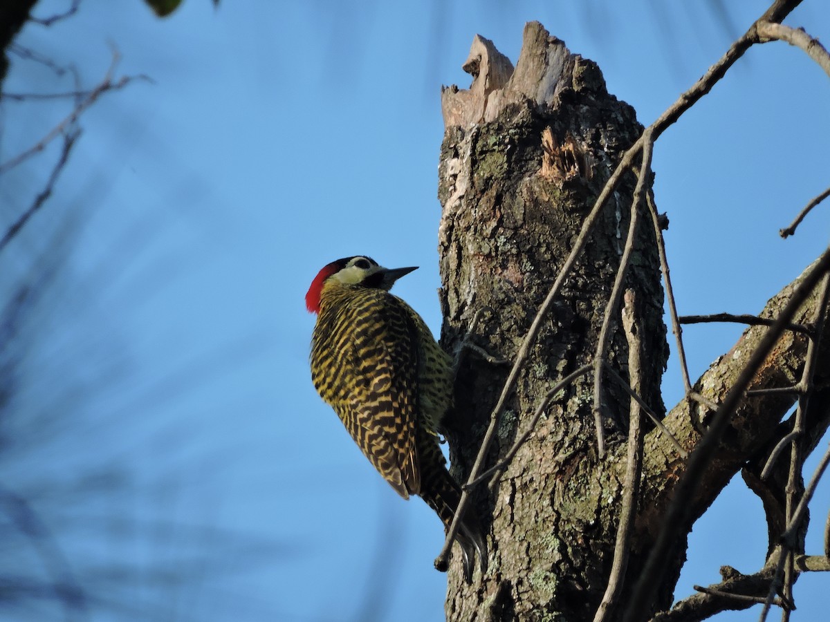 Green-barred Woodpecker - ML167668601