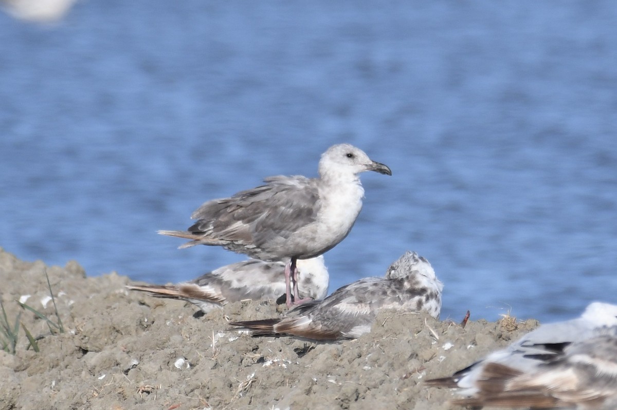 Glaucous-winged Gull - Bart Wickel