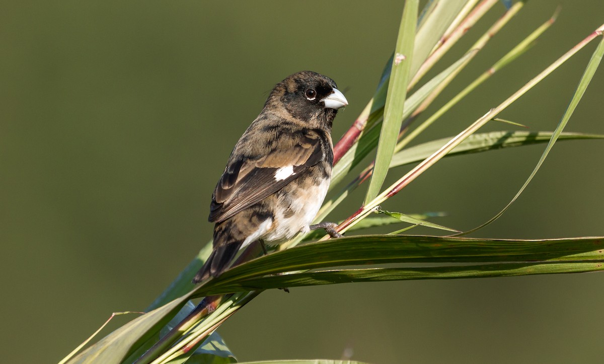 Black-and-white Seedeater - ML167670631