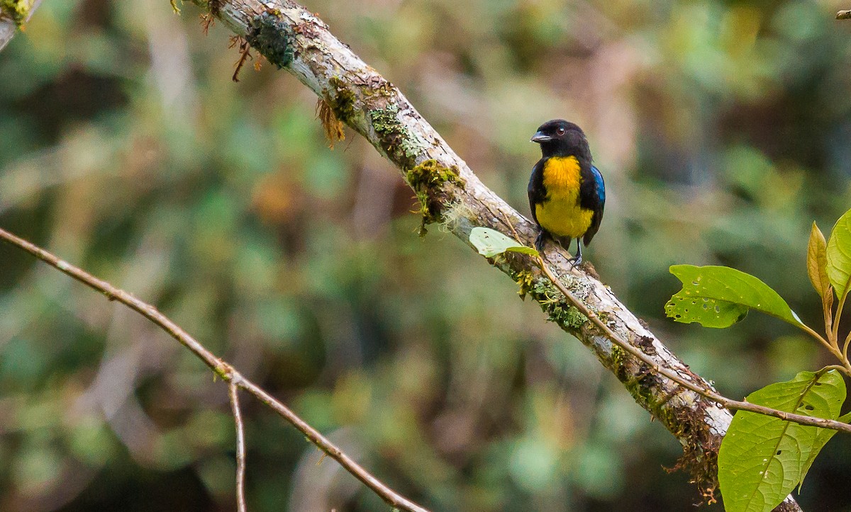 Black-and-gold Tanager - ML167675121
