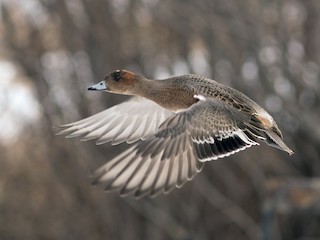 メス - ML167680321