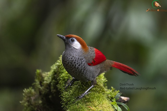 Red-tailed Laughingthrush -
