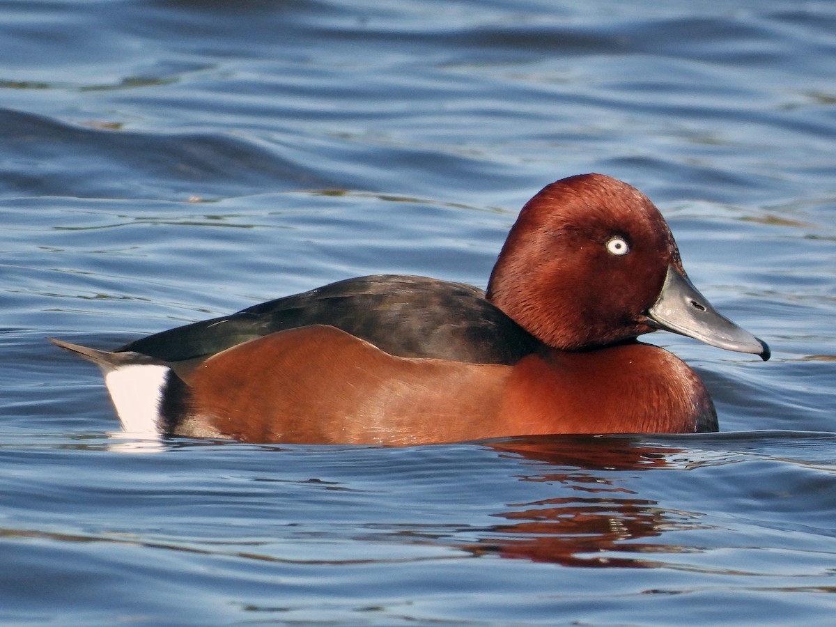 Ferruginous Duck - Aythya nyroca - Birds of the World