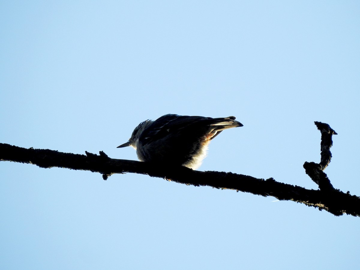 White-breasted Nuthatch - ML167682931