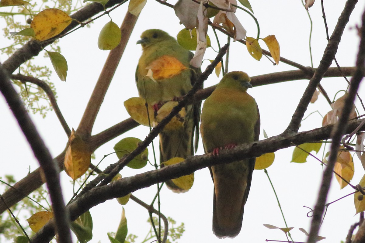Wedge-tailed Green-Pigeon - ML167684881