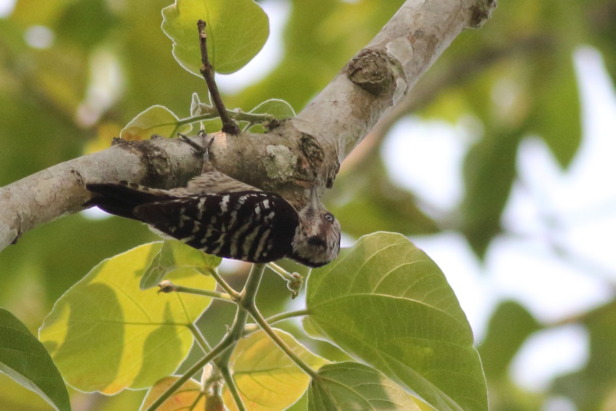 Gray-capped Pygmy Woodpecker - ML167684921