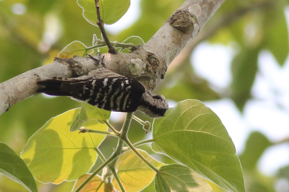 Gray-capped Pygmy Woodpecker - ML167684951