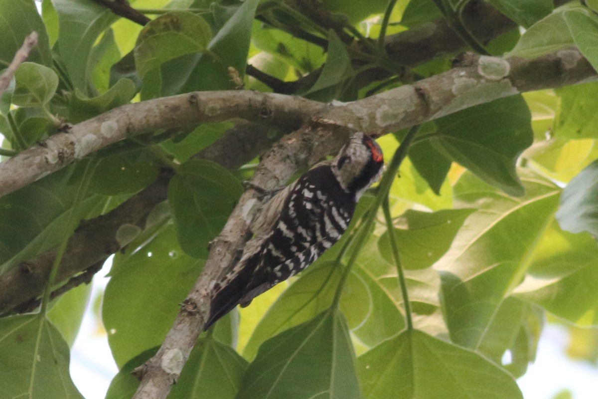 Gray-capped Pygmy Woodpecker - ML167685011