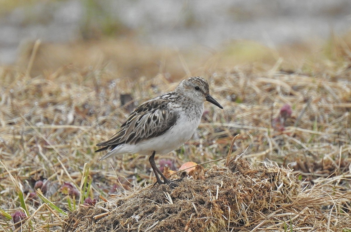 Semipalmated Sandpiper - Manfred Schleuning
