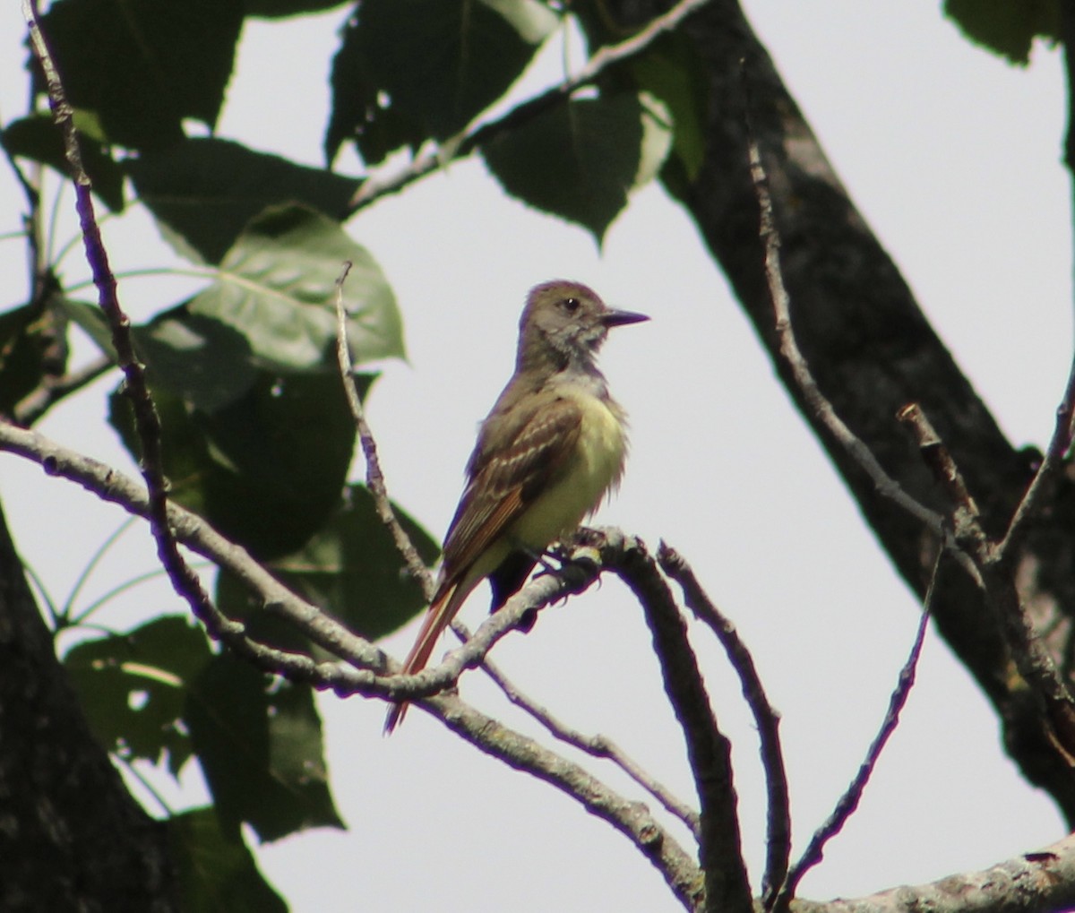 Great Crested Flycatcher - ML167689121