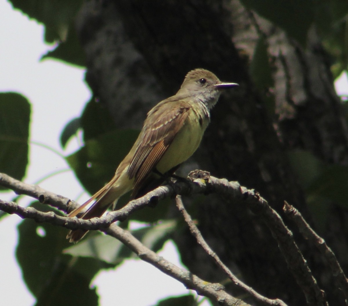 Great Crested Flycatcher - ML167689181