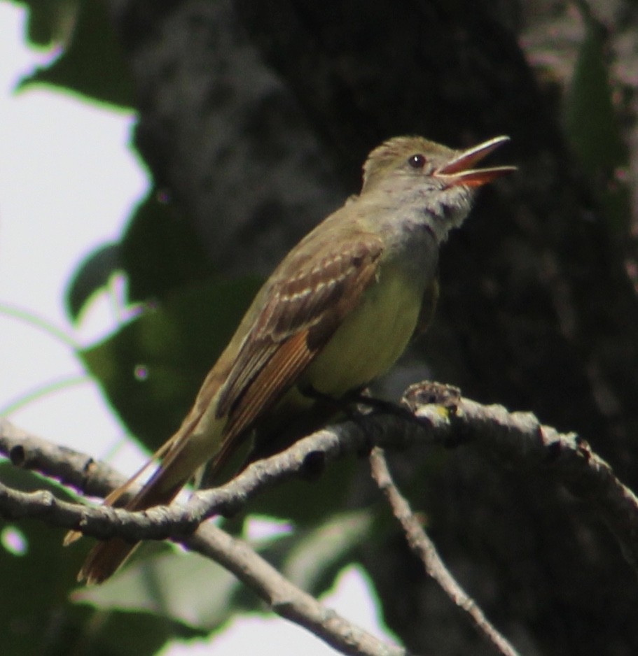 Great Crested Flycatcher - ML167689211