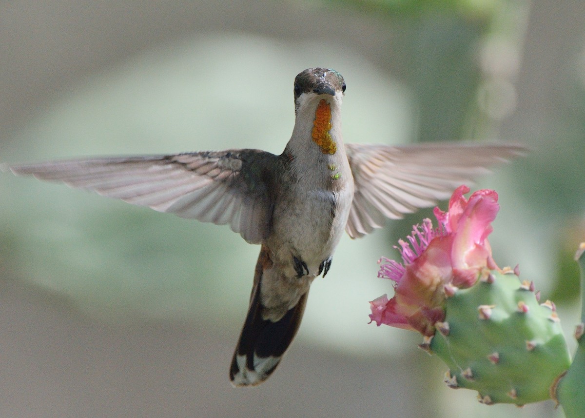 Ruby-topaz Hummingbird - Michiel Oversteegen
