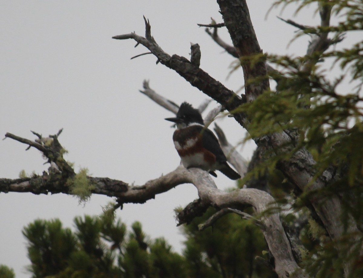 Belted Kingfisher - ML167692401