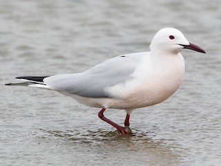  - Slender-billed Gull