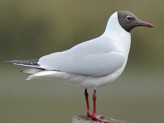 Black headed Gull Chroicocephalus ridibundus Birds of the World