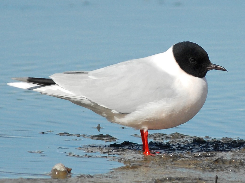 Little Gull - eBird