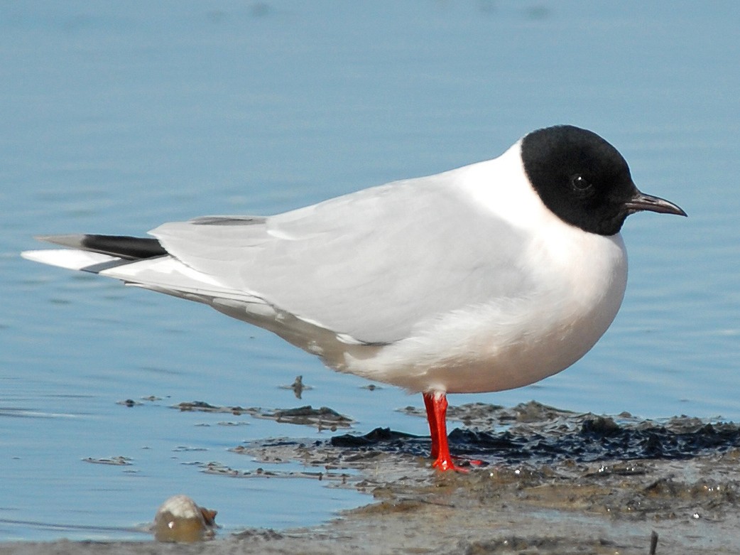 Little Gull - Cameron Eckert