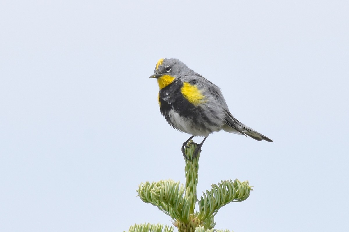 Yellow-rumped Warbler (Audubon's) - ML167697161