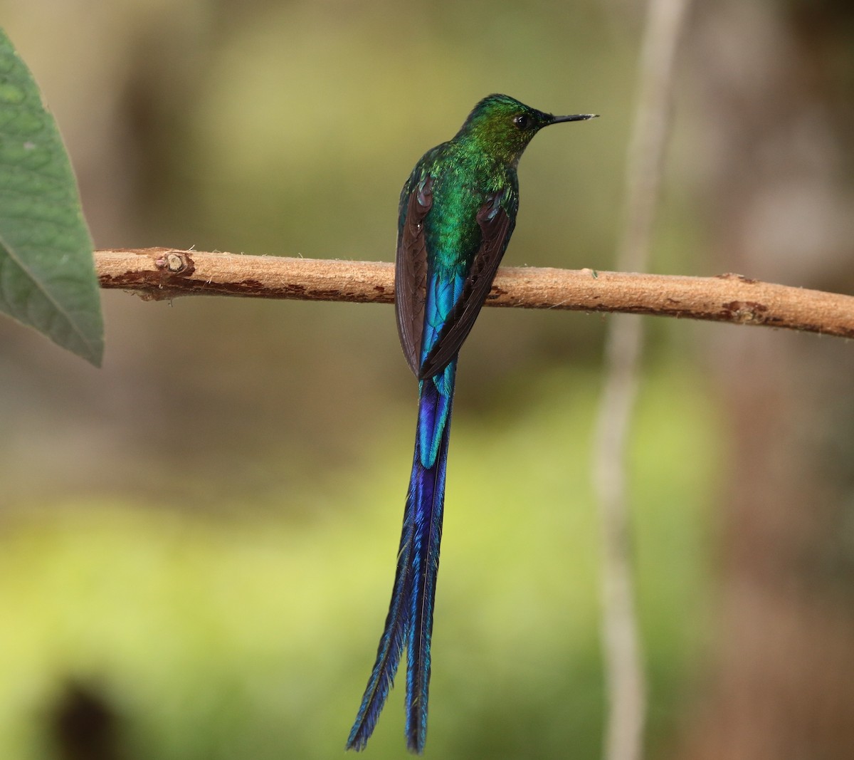 Long-tailed Sylph - ML167698381