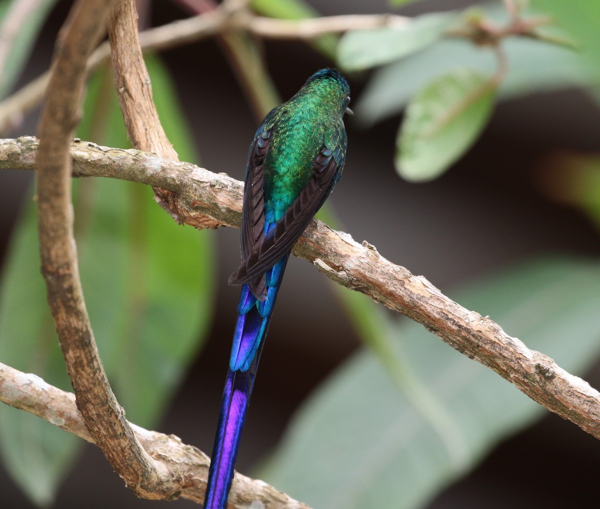 Long-tailed Sylph - ML167698651