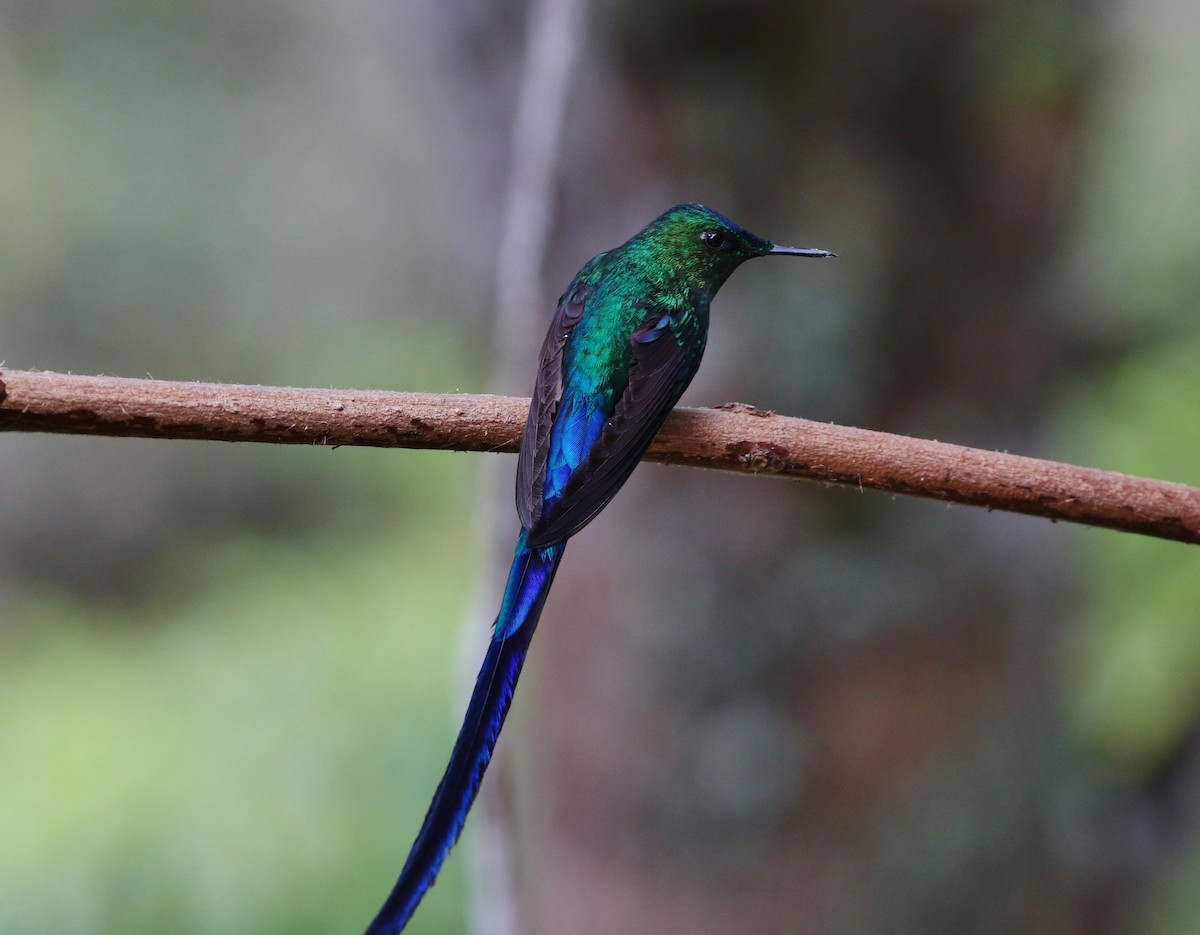 Long-tailed Sylph - ML167699051