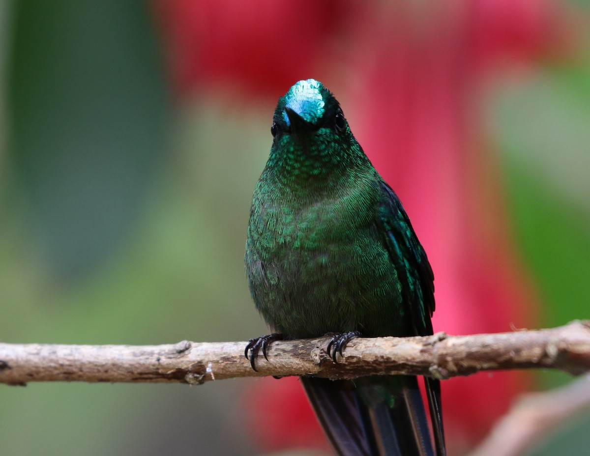 Long-tailed Sylph - ML167699301