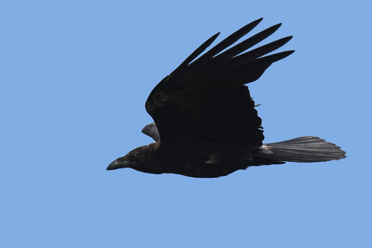 Somali Crow - Lev Frid