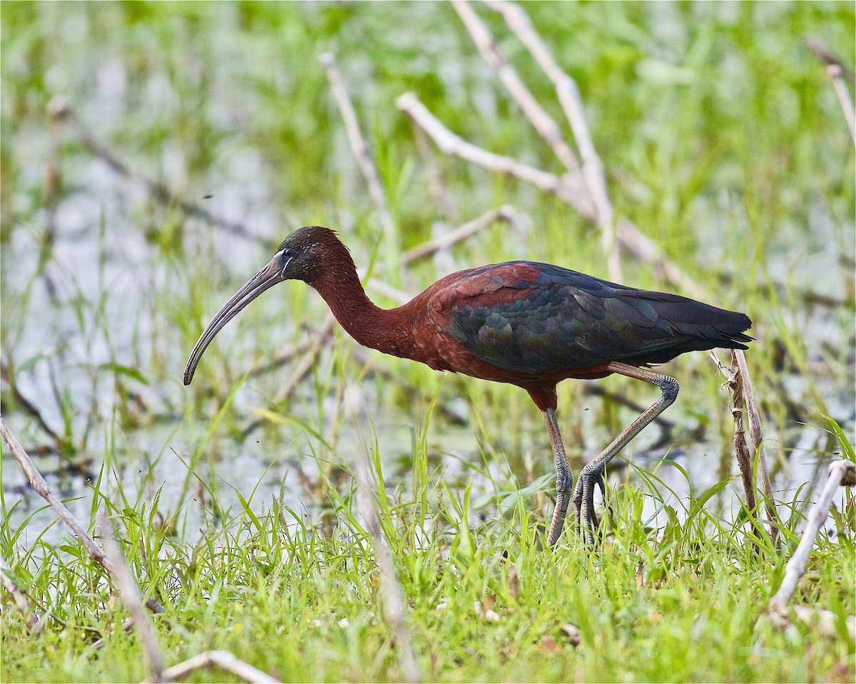 ibis hnědý - ML167699881