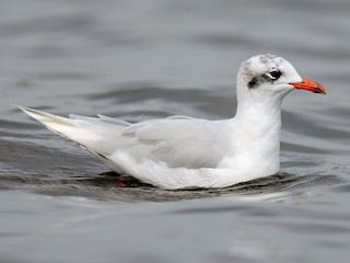  - Mediterranean Gull