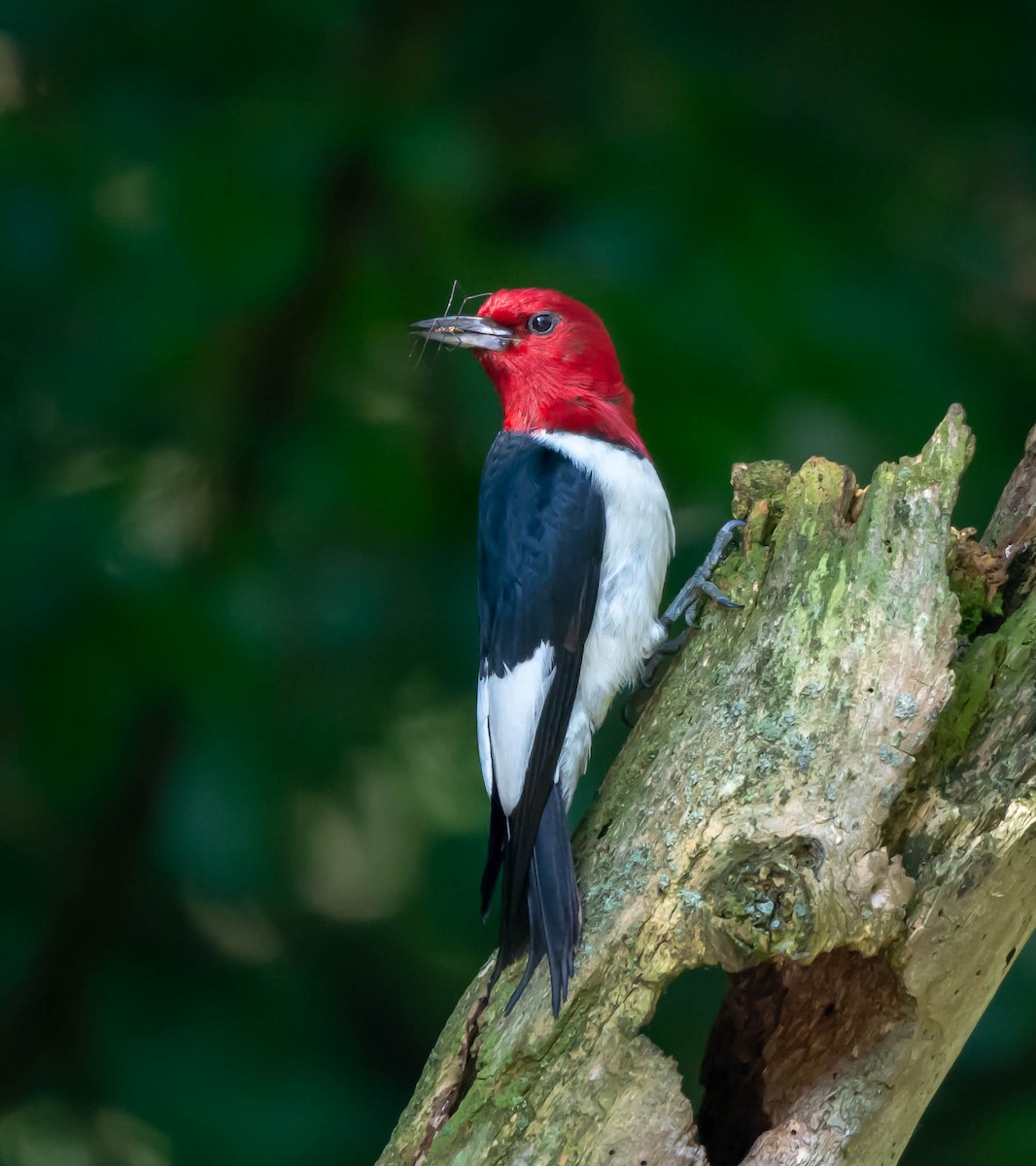 Red-headed Woodpecker - Jim Lukancic