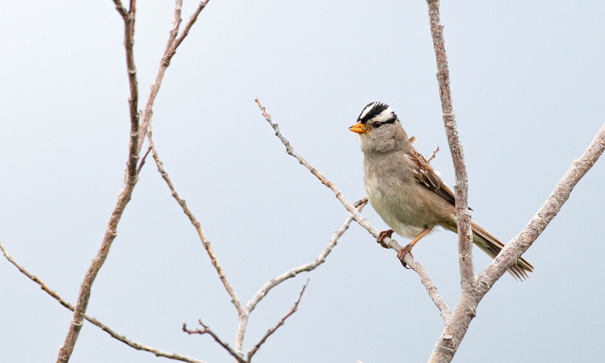 White-crowned Sparrow - ML167701031
