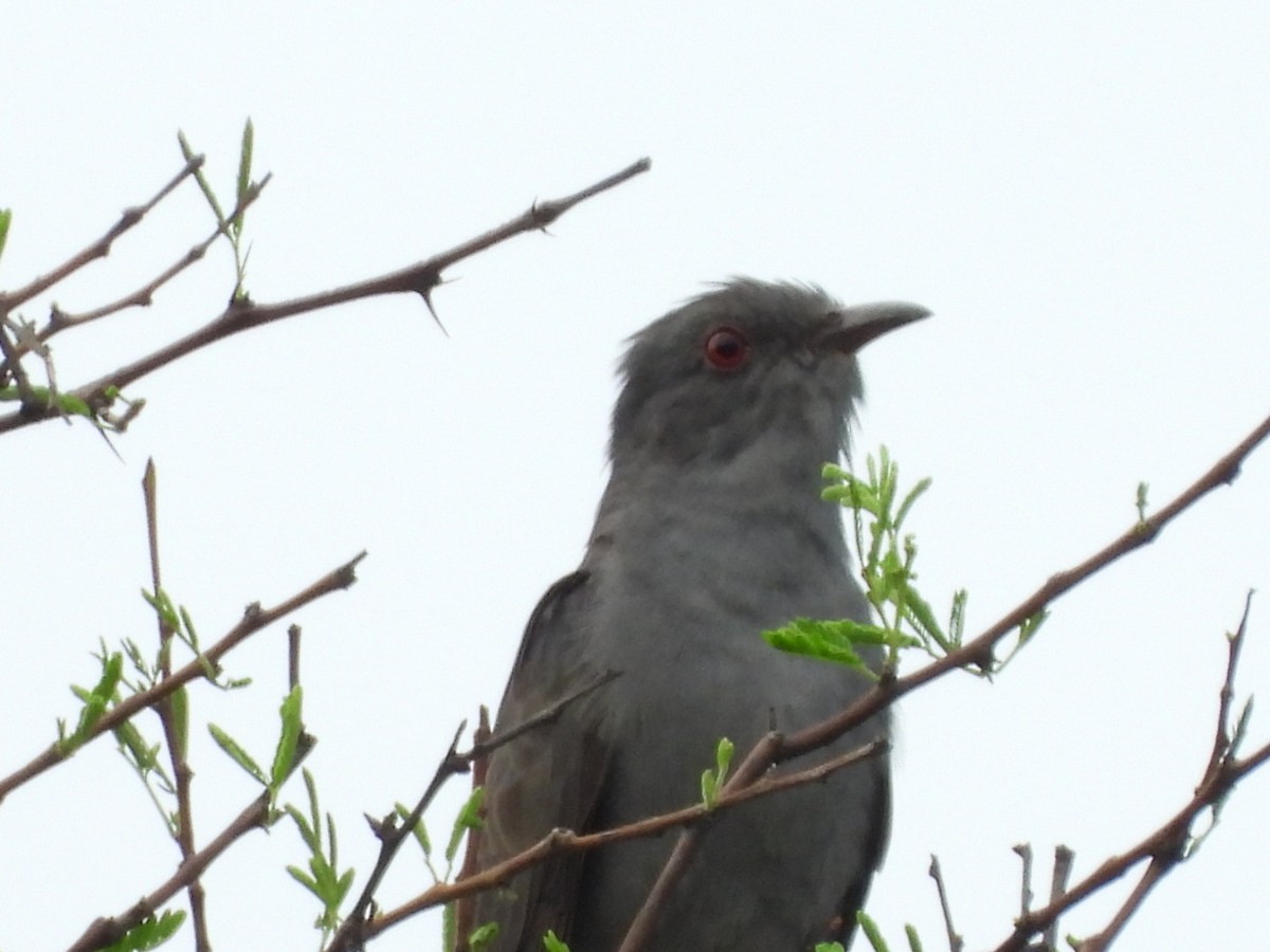 Gray-bellied Cuckoo - Lakshmikant Neve