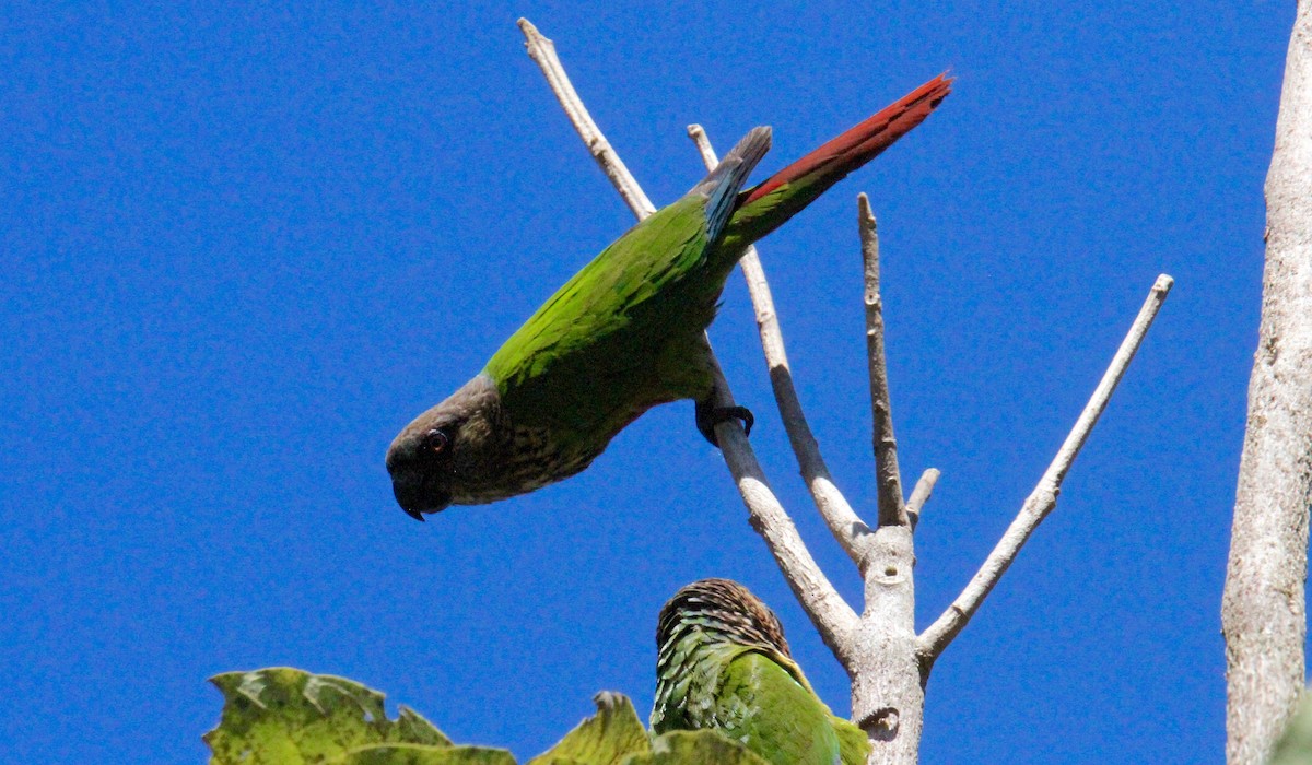 Santarem Parakeet (Madeira) - Anthony Collerton