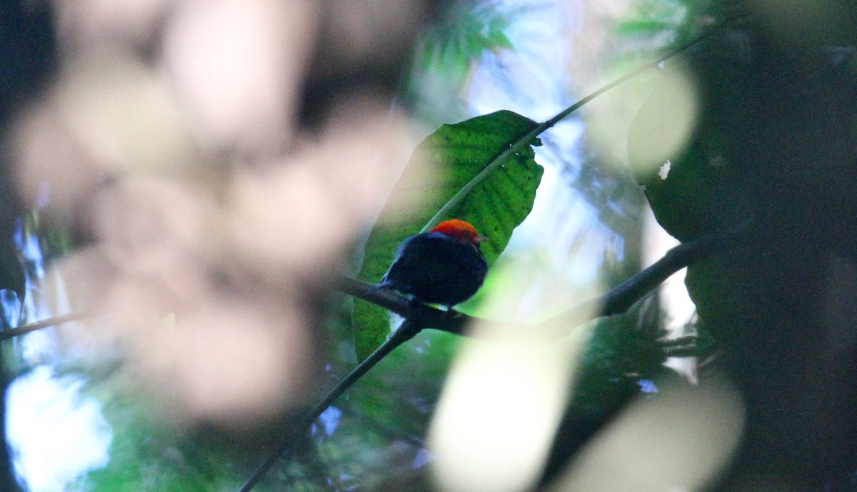 Red-headed Manakin - Anthony Collerton