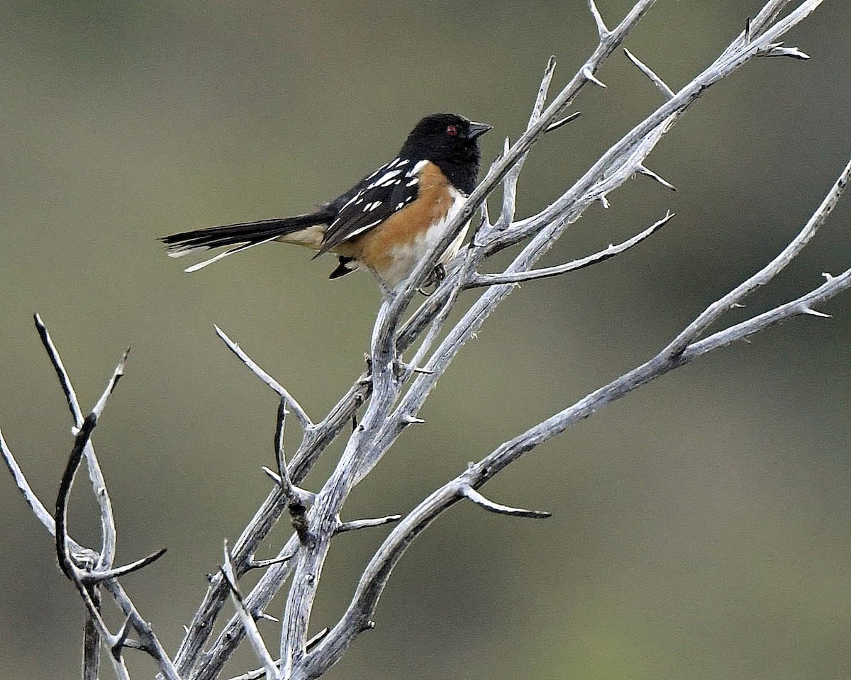 Spotted Towhee - ML167711021