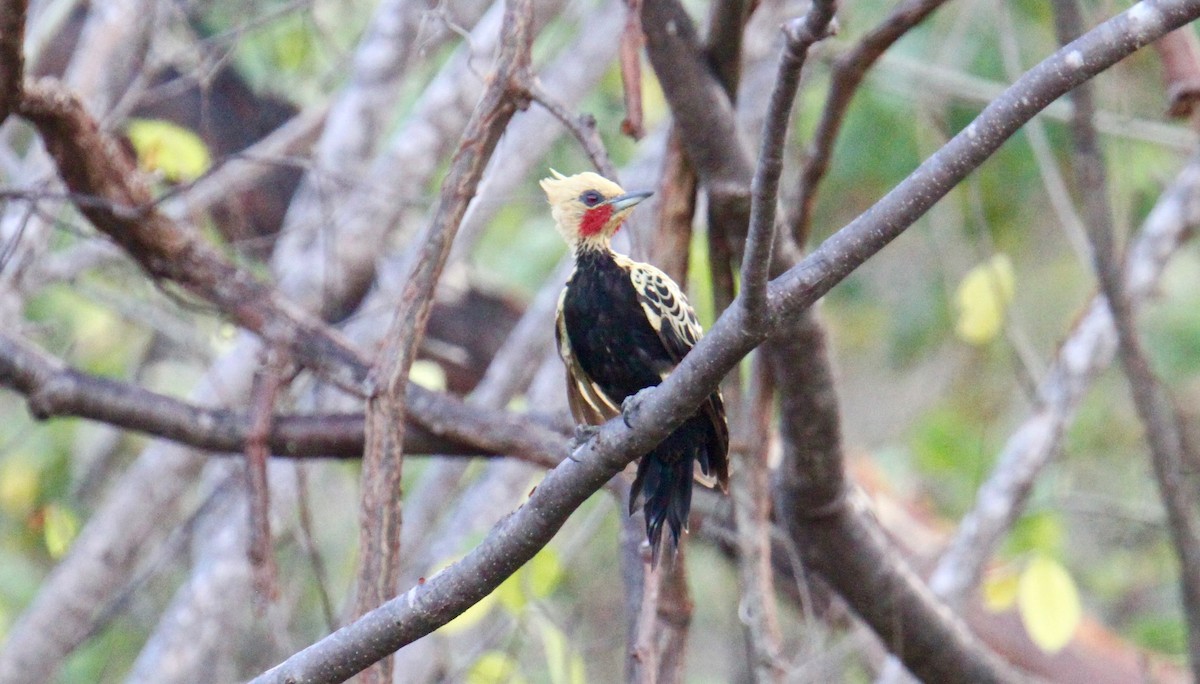 Ochre-backed Woodpecker - Anthony Collerton