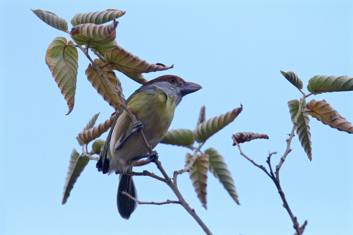Rufous-browed Peppershrike (Chaco) - Anthony Collerton
