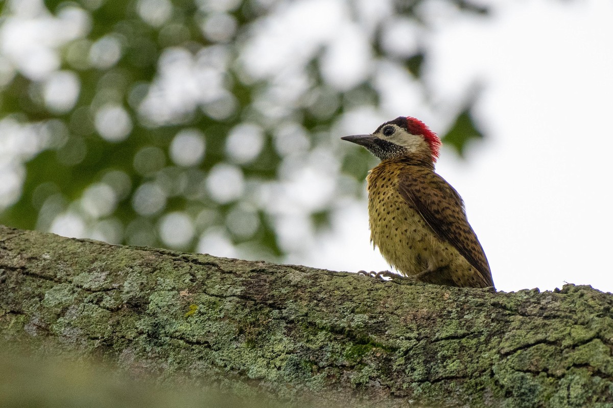 Spot-breasted Woodpecker - David Kirsch