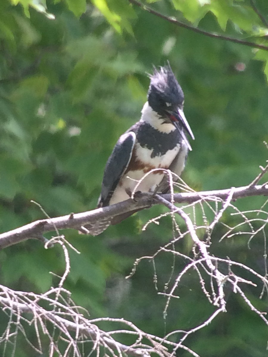 Belted Kingfisher - ML167720431